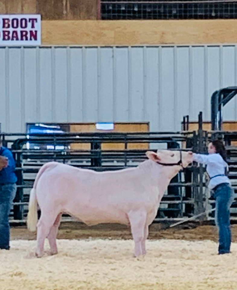 Show Steer